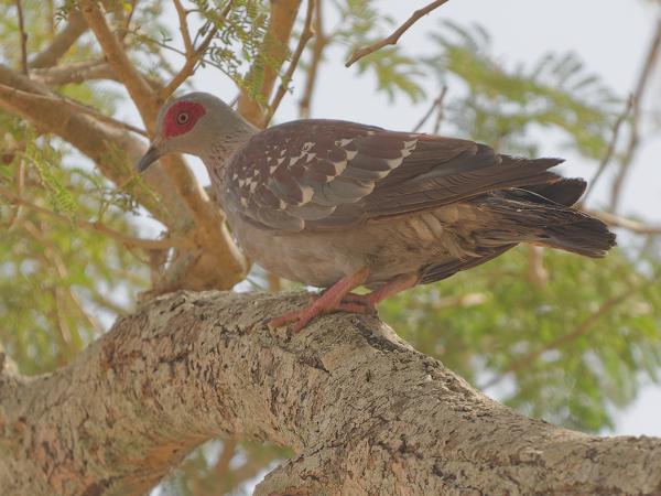 <h3><a href="/trips/gambia/biota/animalia/chordata/aves/026 columbiformes/001 columbidae/columba guinea/columba guinea-nl.html">Columba&nbsp;guinea</a> / Speckled&nbsp;pigeon / Gespikkelde&nbsp;duif</h3>OM-1 Mark II met OLYMPUS M.150-400mm F4.5, 1/2000 sec  bij F4.5, ISO 1000, afstand 15.5&nbsp;m